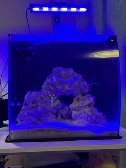 13.5 bowfront saltwater tank