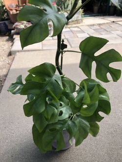 Mini Monstera In 6 inch Ceramic Pot