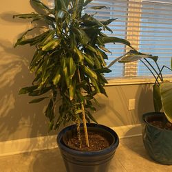 Another Mature House Plant :)