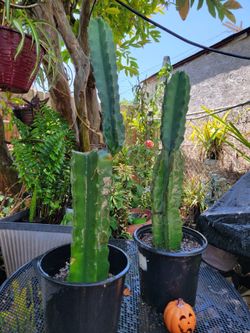 Cactus plant