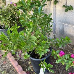 5 Gal Gardenia 