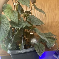 Large Begonia