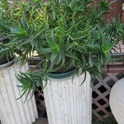 Aloe Succulent Plant With Pillar 