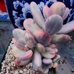 Variegated Cotyledon Orbiculata Round Leaf With Roots! Pick Up In Upland  Or Ship To You 