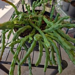 Stapelia Scitula-Big Plant