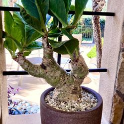 Cyphostemma juttae / Namibian Wild Grape