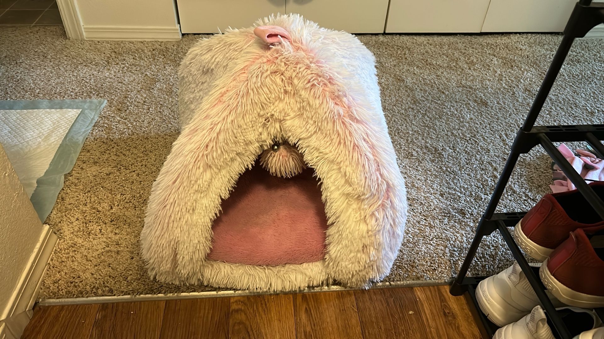 Free Well Used Pink Cat Bed