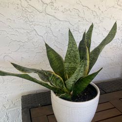 Snake plant in ceramic pot