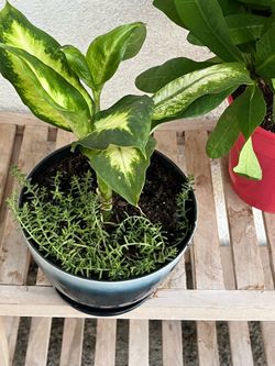 Dieffenbanchia Plant