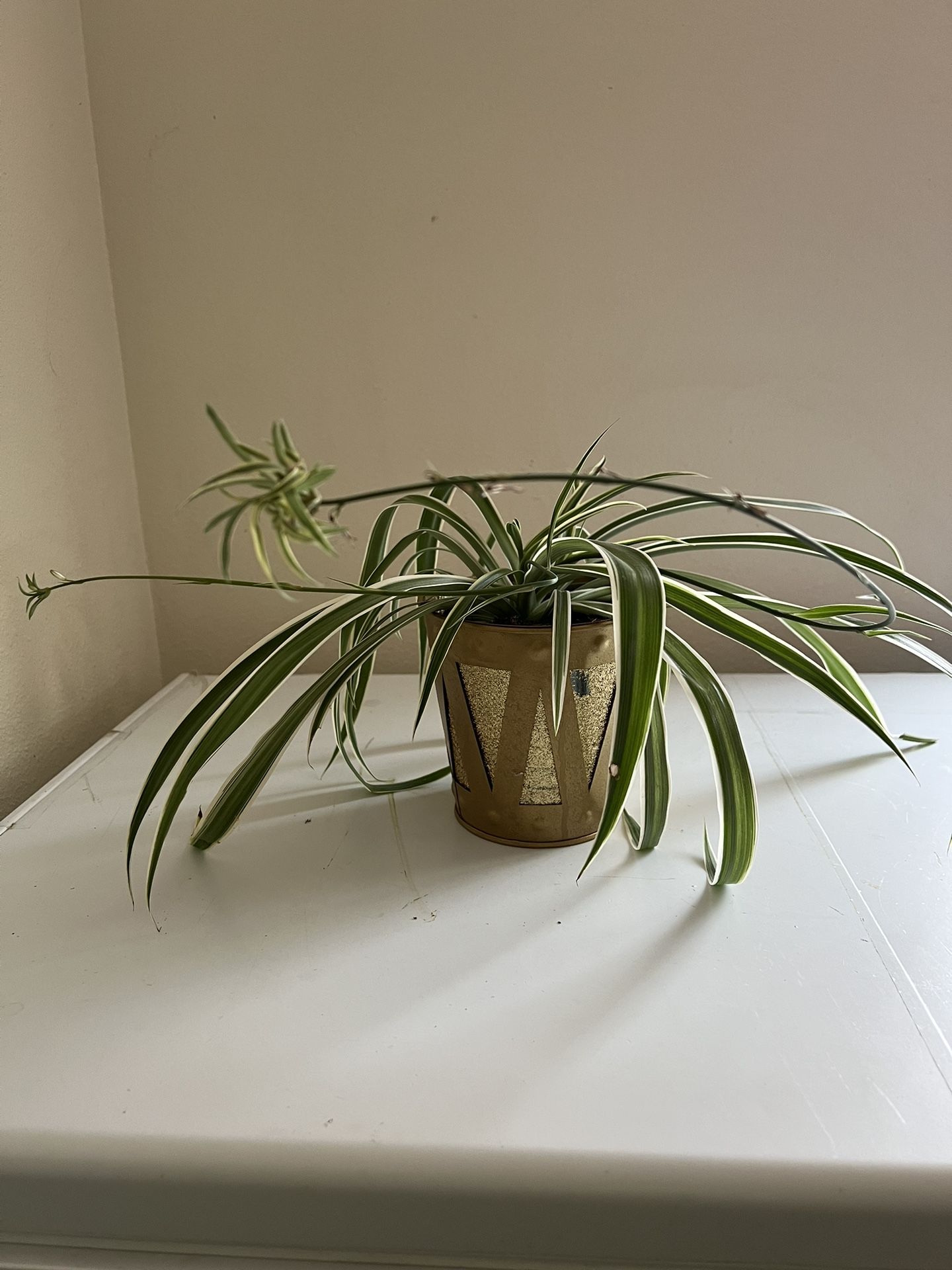 Spider Plant.