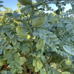 Garbanza, Gabanzo Guasana