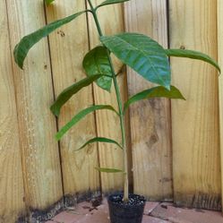 LIVE PLANT Tabernaemontana Crassa Adams Apple Flower 3ft FRAGRANT