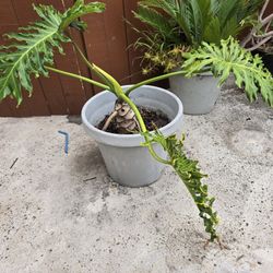 Philodendron Plant