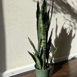 3ft Tall Black Coral Snake Plant 