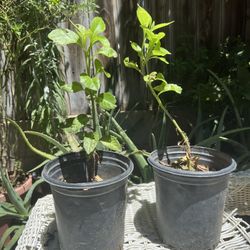 Planta Natural Insulina