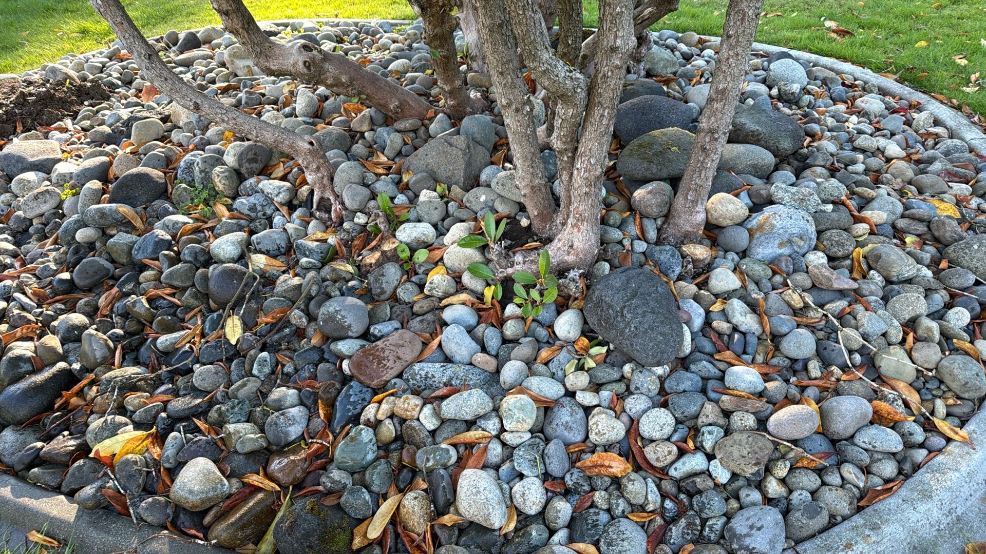 Free River Rock 1211 Berkeley, Fircrest, Washington Plus Shelving Take As Much As You Want