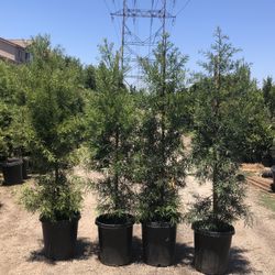 Podocarpus Fern Pine 6ft 6” 15 Gallons 