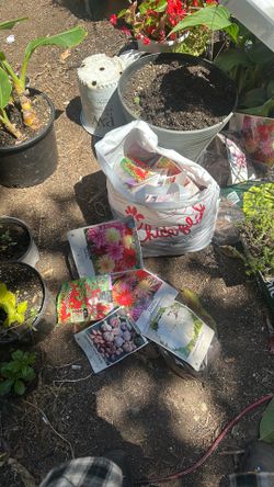 Dahlia, garlic,and crocosmia