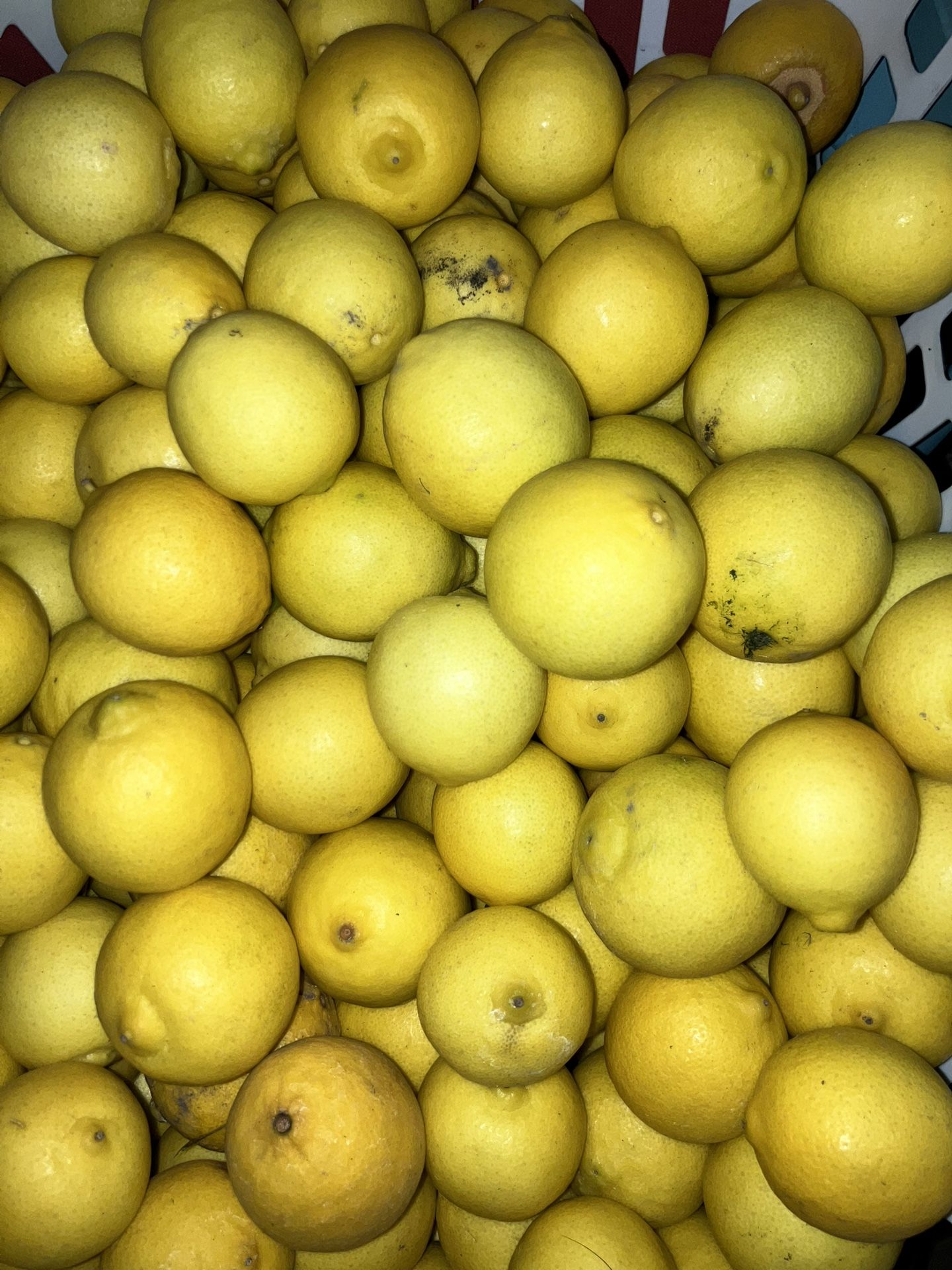 Fresh Juicy Ripe Lemons 5 For $1 Just Off Chapman And 55 Freeway