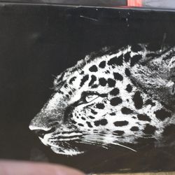 Tiger Canvas Pictures Frame 