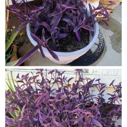 Purple Succulents with Lavender Flower In POT