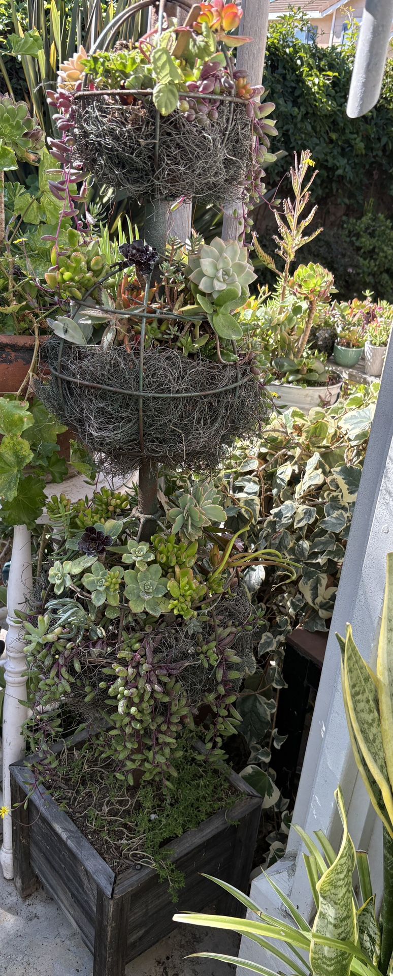 Three Ball Topiary Type Of Planters