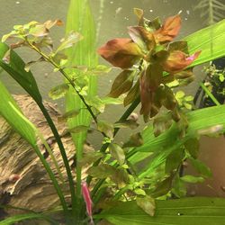 Ludwigia Repens 🍃