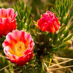 Eve’s Needle Cactus