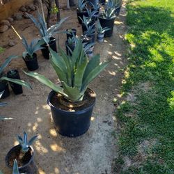 Maguey Plants