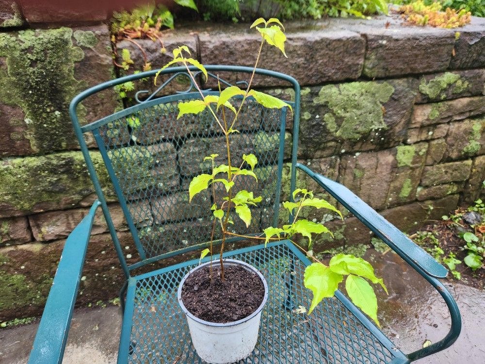 White Kousa Dogwood