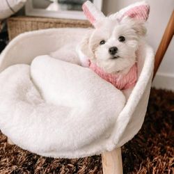 Pet Bed