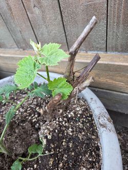 Garden Plant Grape White Riesling