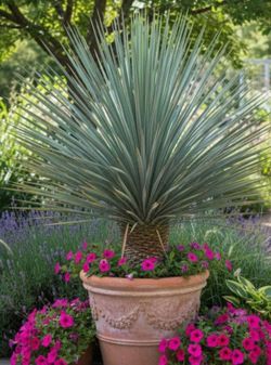 Yucca roztarta