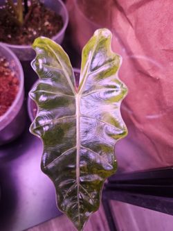 Alocasia sanderiana aurea
