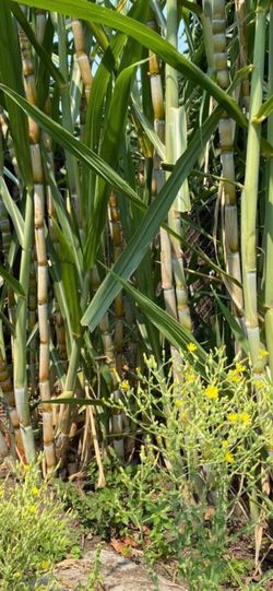 Sugarcane