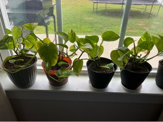 Golden pothos