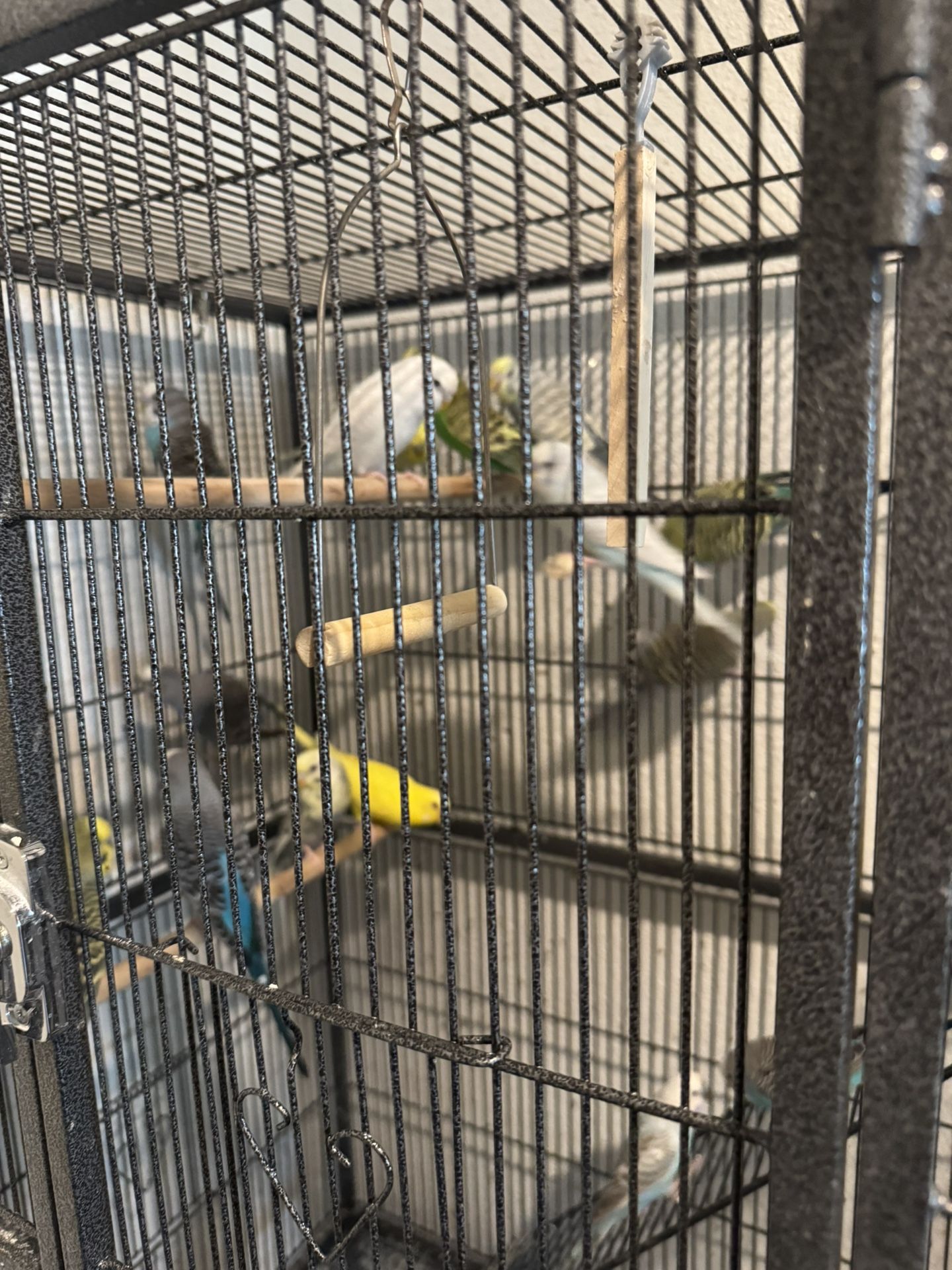 Cage Bird