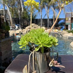 Different Succulents In A Pot