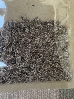 Dill Seeds