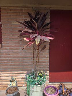Mature Ti / Cordyline plant