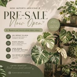 🌿 PRE-SALE THURSDAY | Rare Imported Monsteras, Philodendrons & More