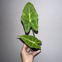 Alocasia micholitziana/green velvet