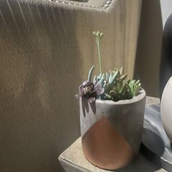 Small Ceramic Pot Succulent Arrangement 