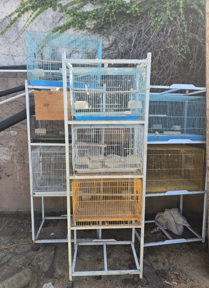 Bird Cage