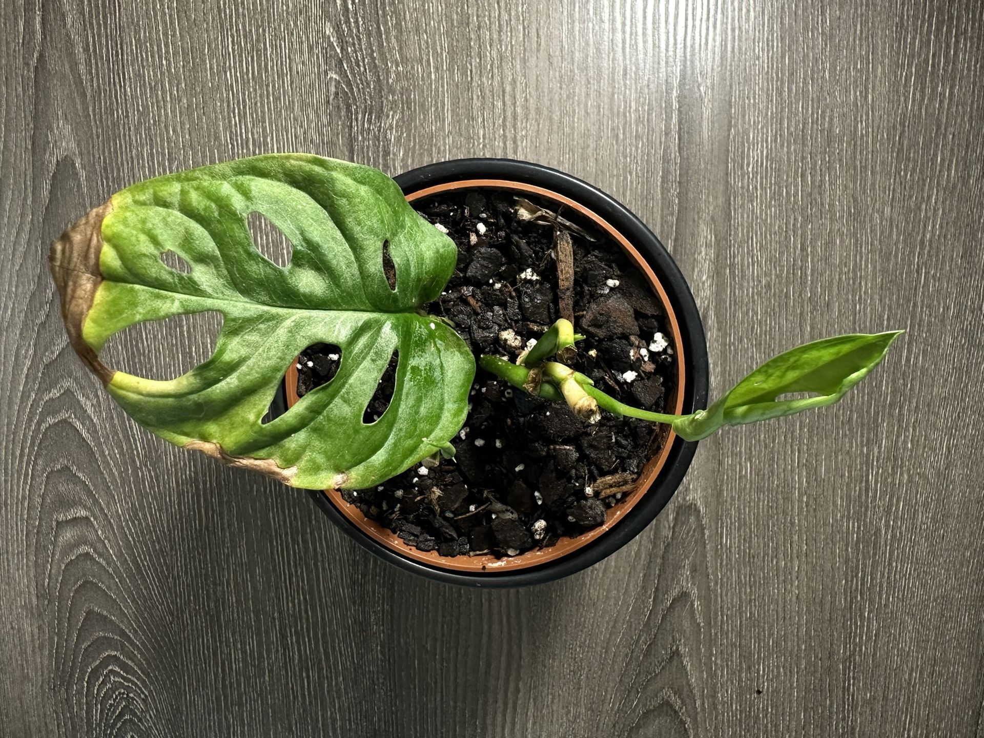 monstera andansonii in 4” pot