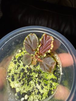 Begonia Darthvaderiana