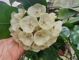 6” xl Hoya Campanulata