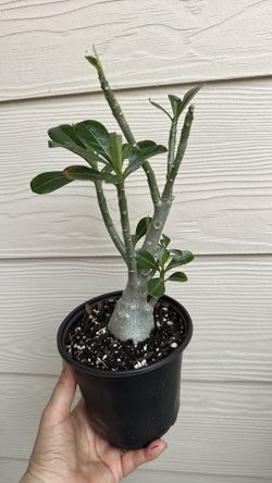 Desert Rose( rosa del desierto)