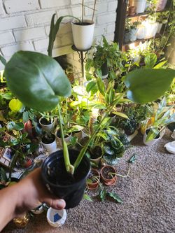 young Monstera deliciosa, commonly known as a Swiss cheese plant or split-leaf philodendron  #2