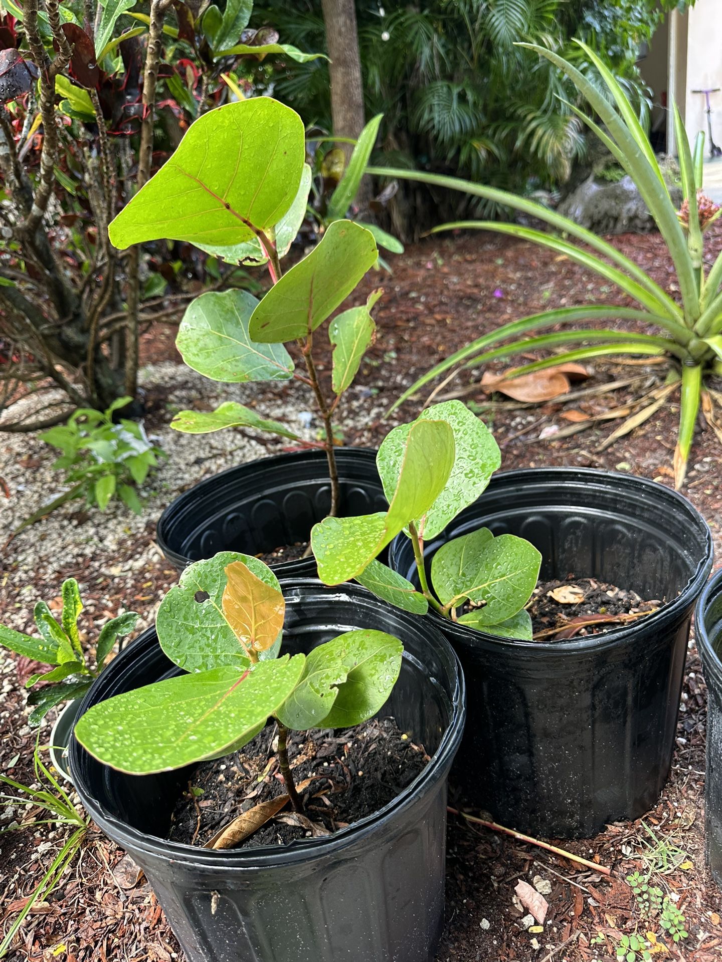 Sea Grape Plant In 3 Gallon Pot